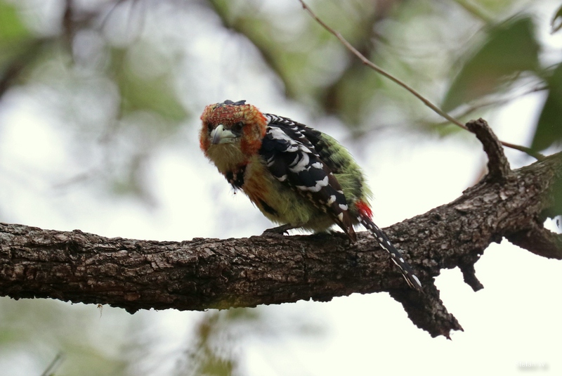 Crested Barbet (Trachyphonus vaillantii)