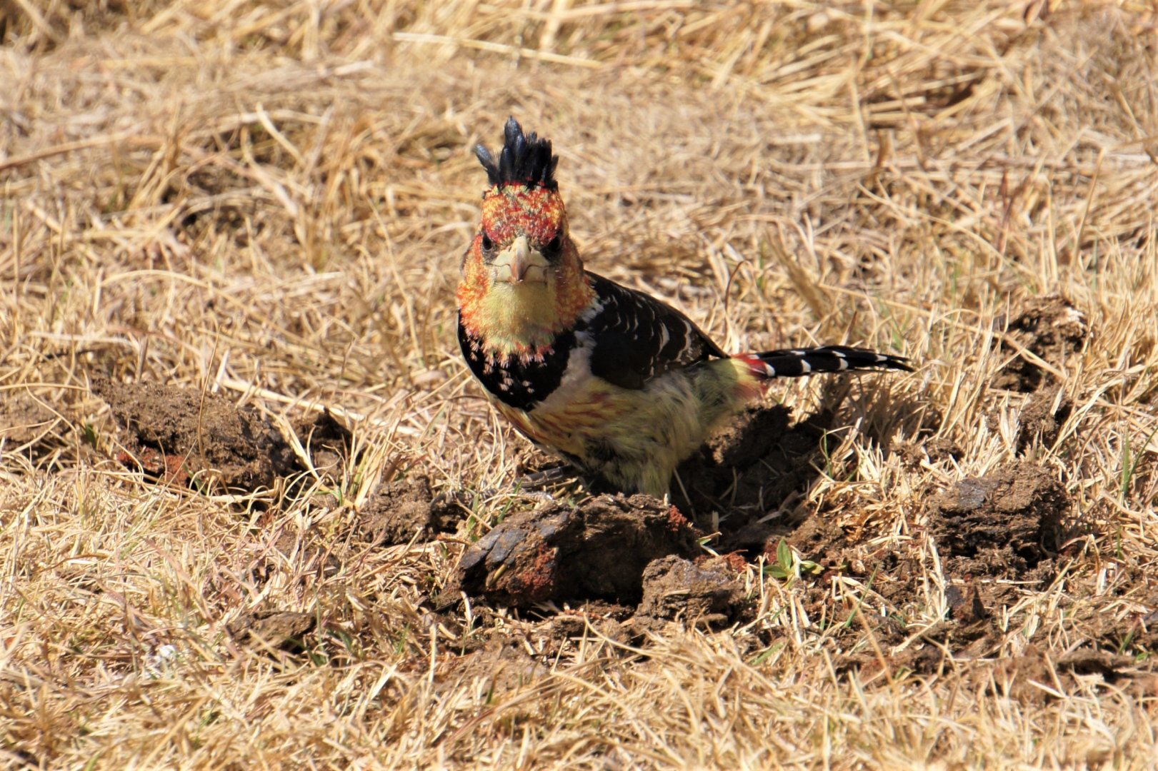 Crested Barbet