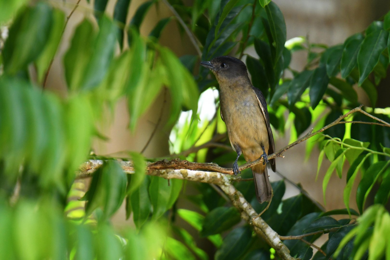 Crested Becard (Pachyramphus validus)