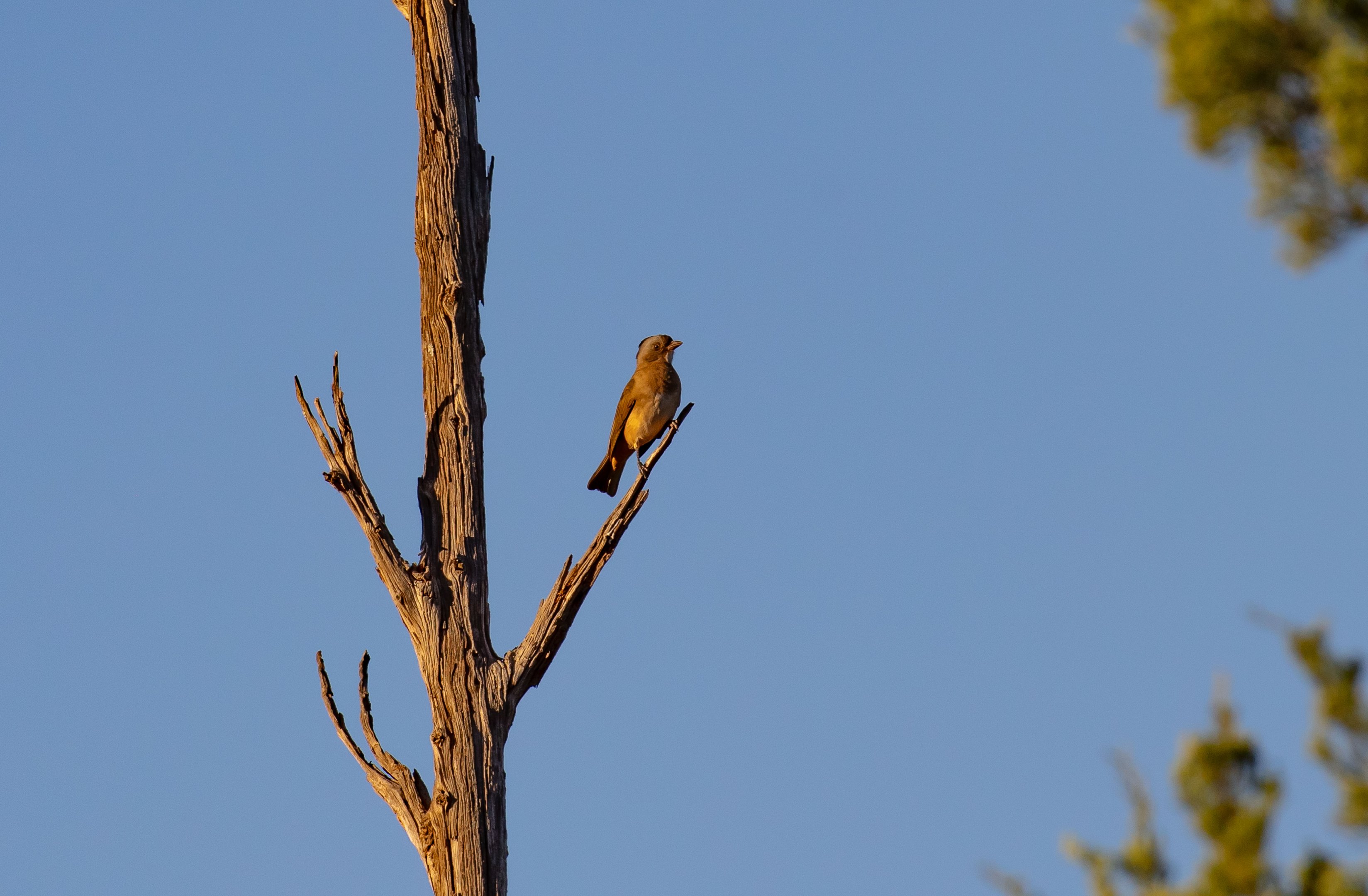 Crested Bellbird (female)