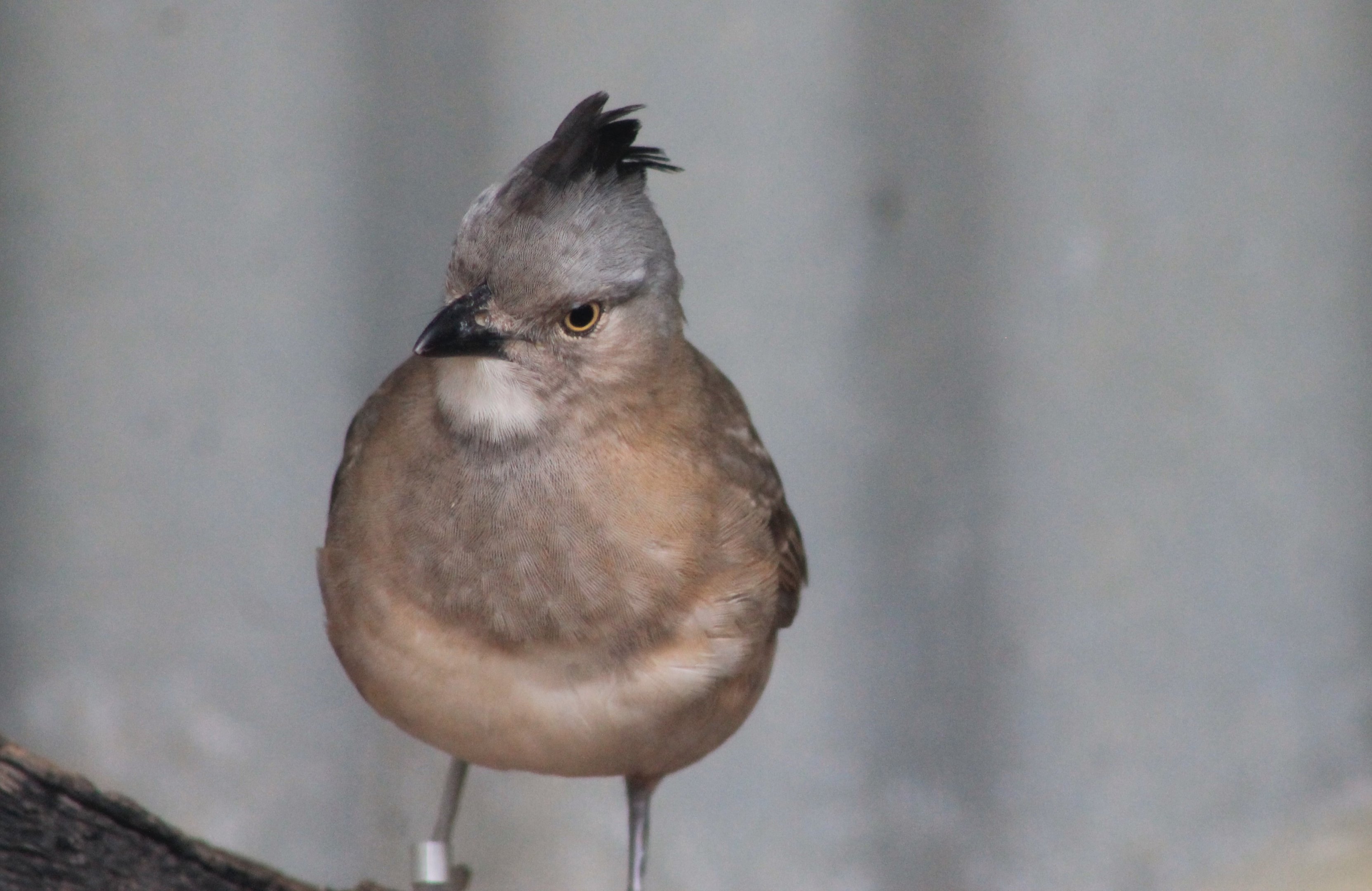 Crested Bellbird (Oreoica gutturalis)