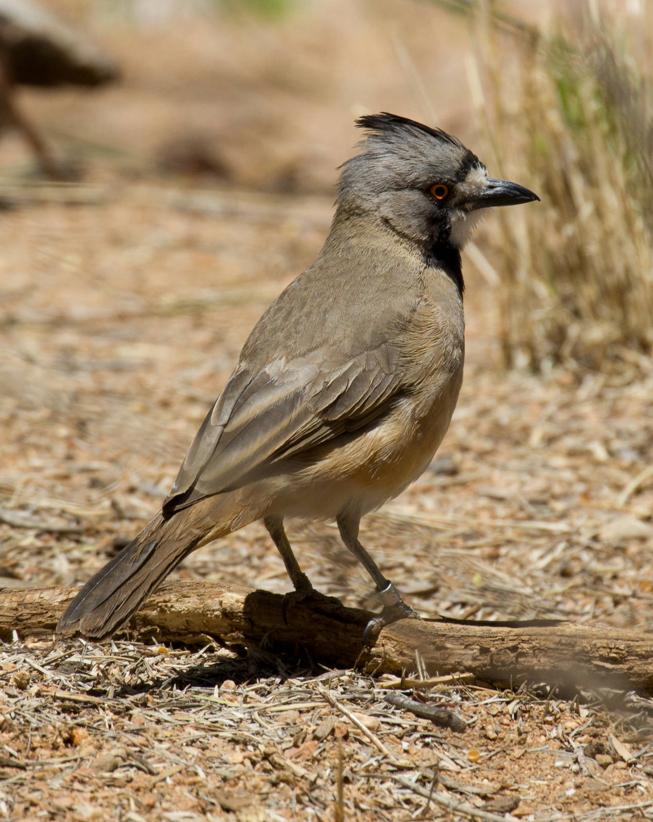 Crested Bellbird