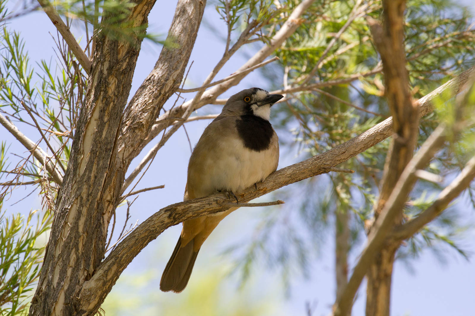 Crested Bellbird