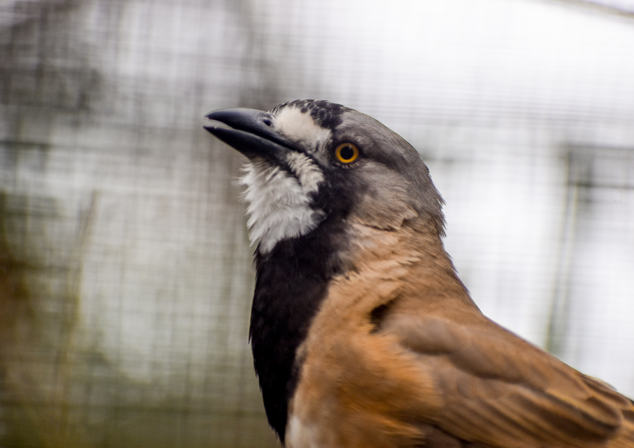 Crested Bellbird