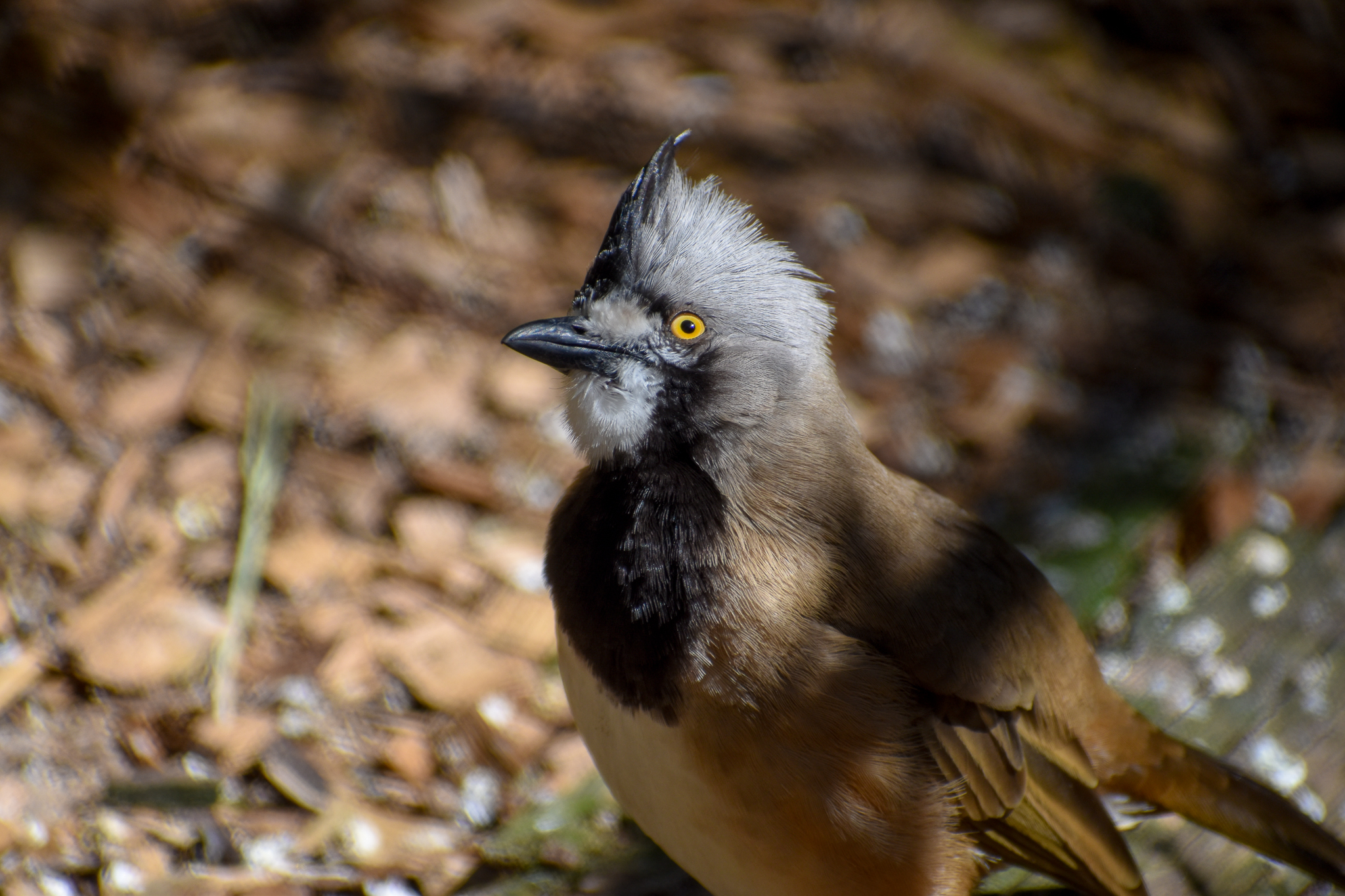 Crested Bellbird
