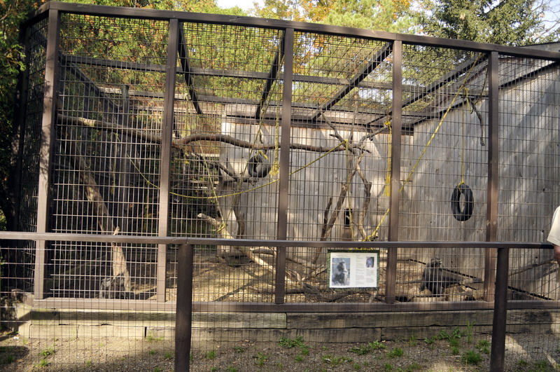 Crested black macaque cage at Twin Vally Zoo