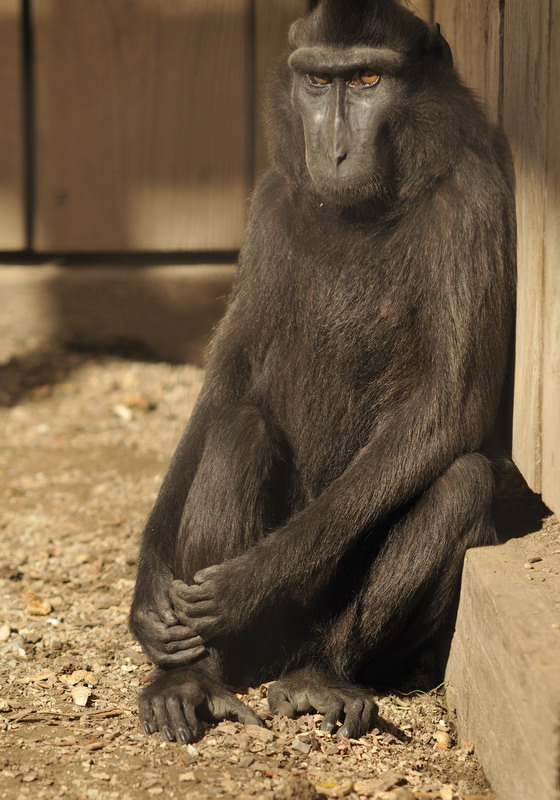 Crested black macaque cage at Twin Vally Zoo