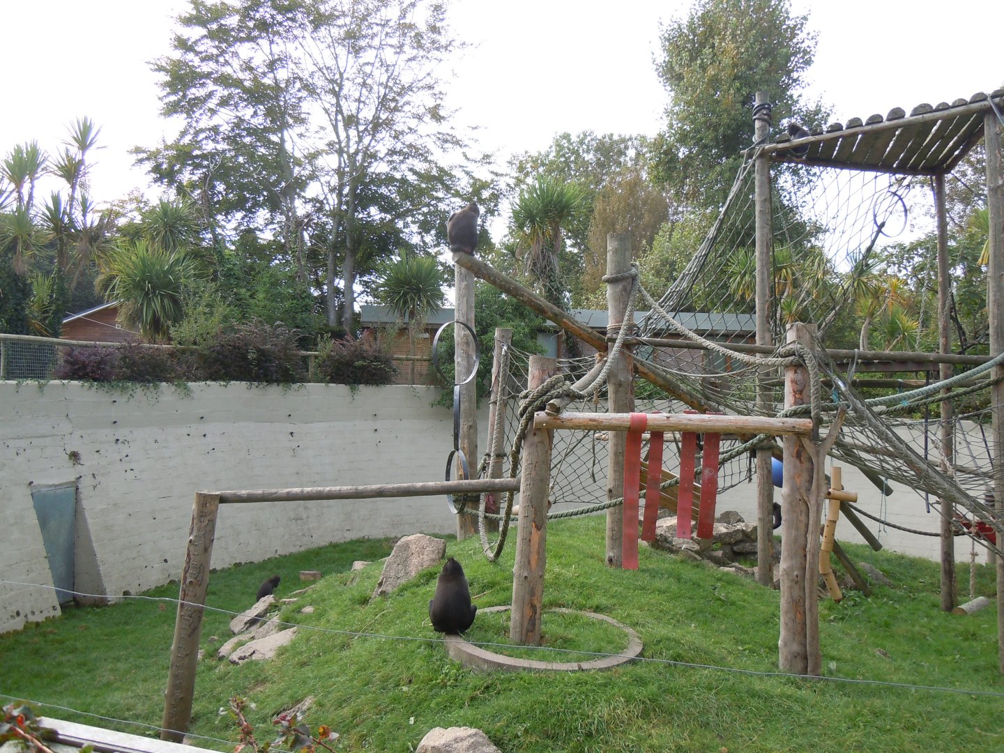 Crested black macaque enclosure 070920