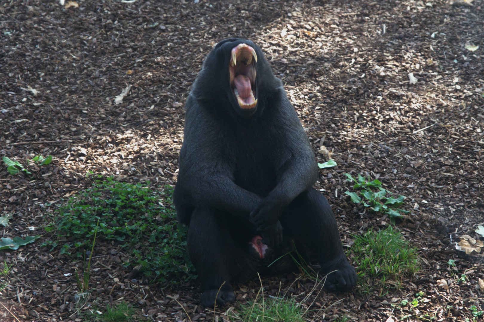 Crested Black Macaque (Macaca nigra)