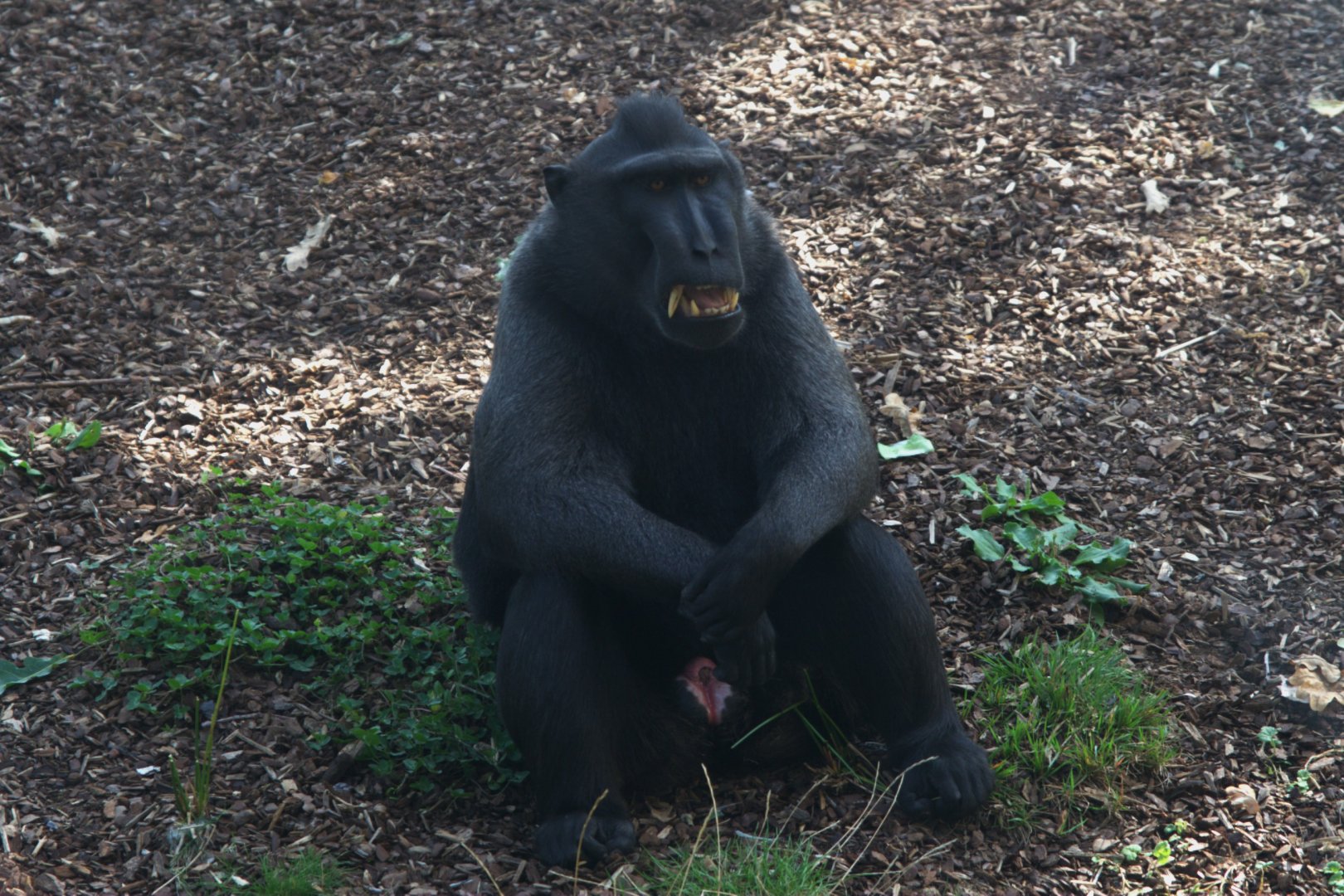 Crested Black Macaque (Macaca nigra)