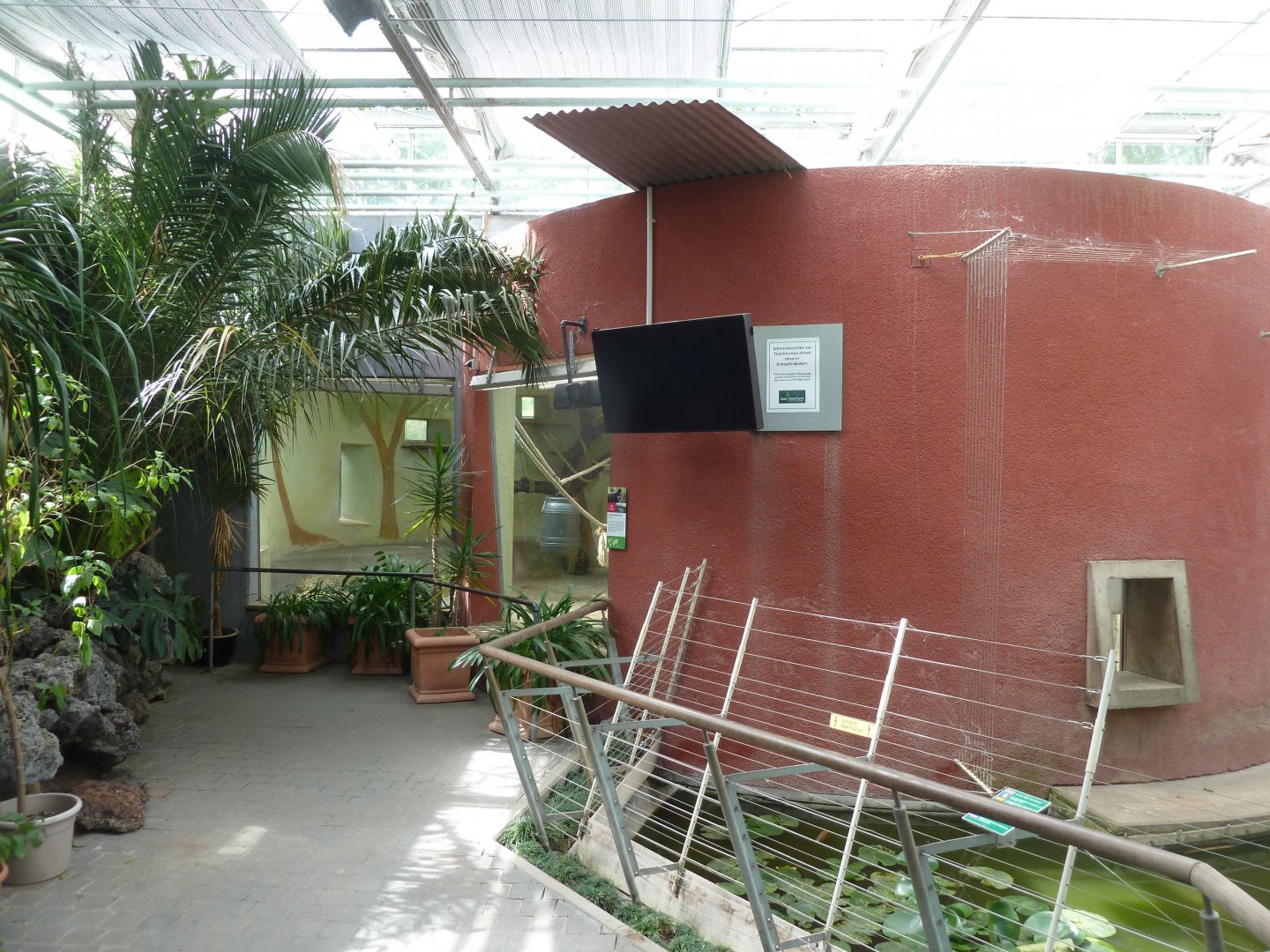 Crested Black Macaque - Night quarters