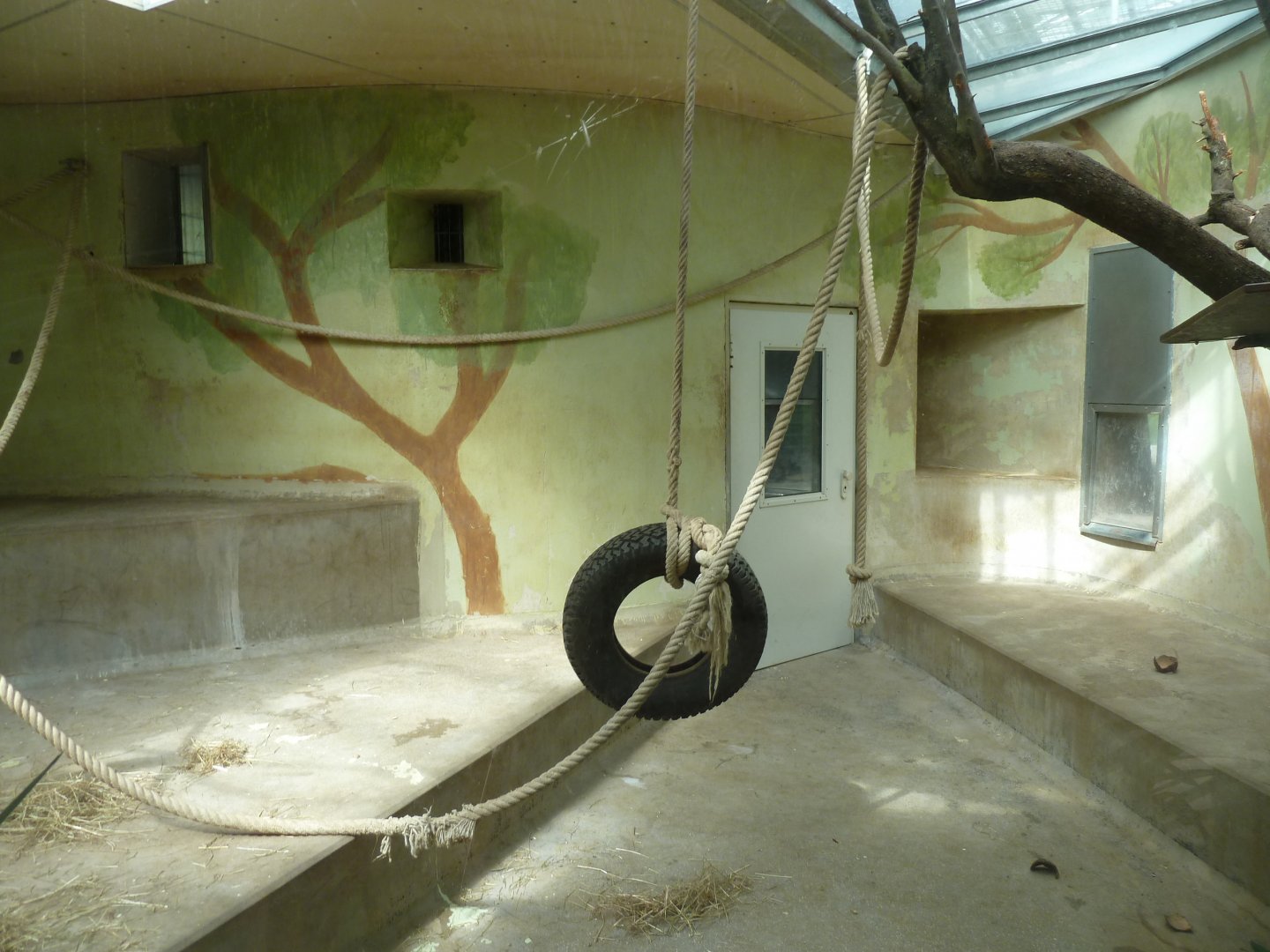 Crested Black Macaque - right-wing night quarter