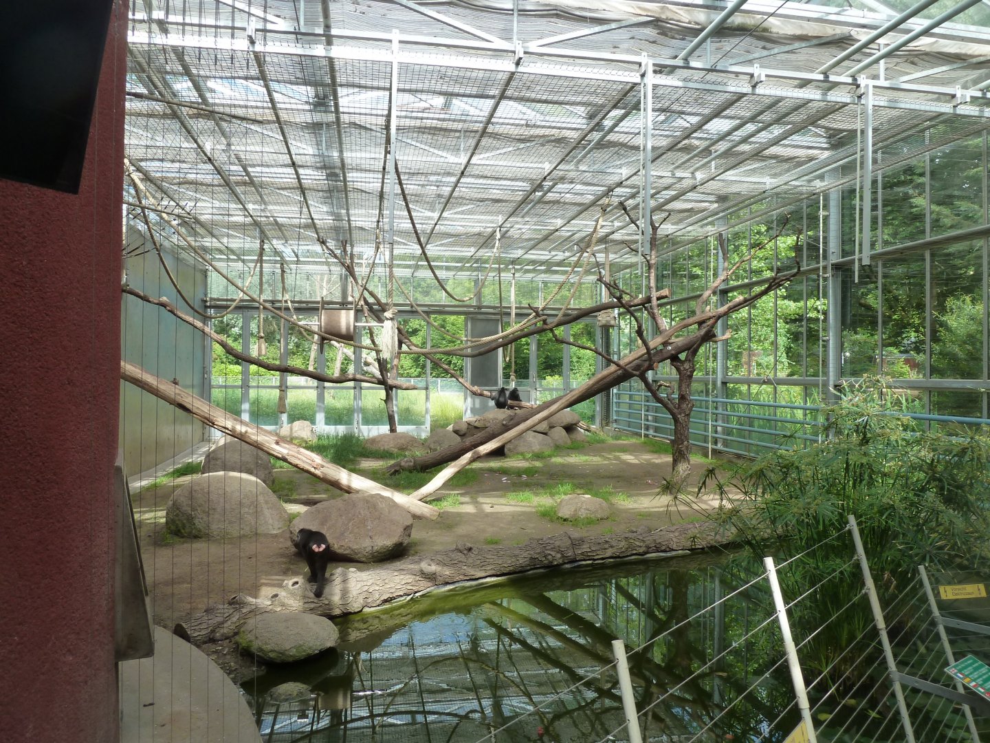 Crested Black Macaque - Winter quarter