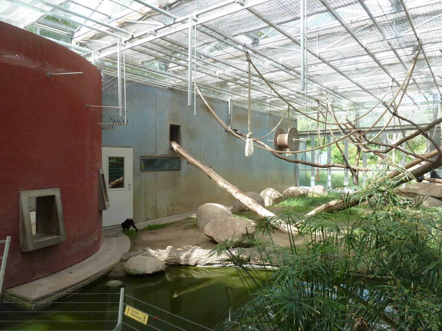 Crested Black Macaque - Winter quarter