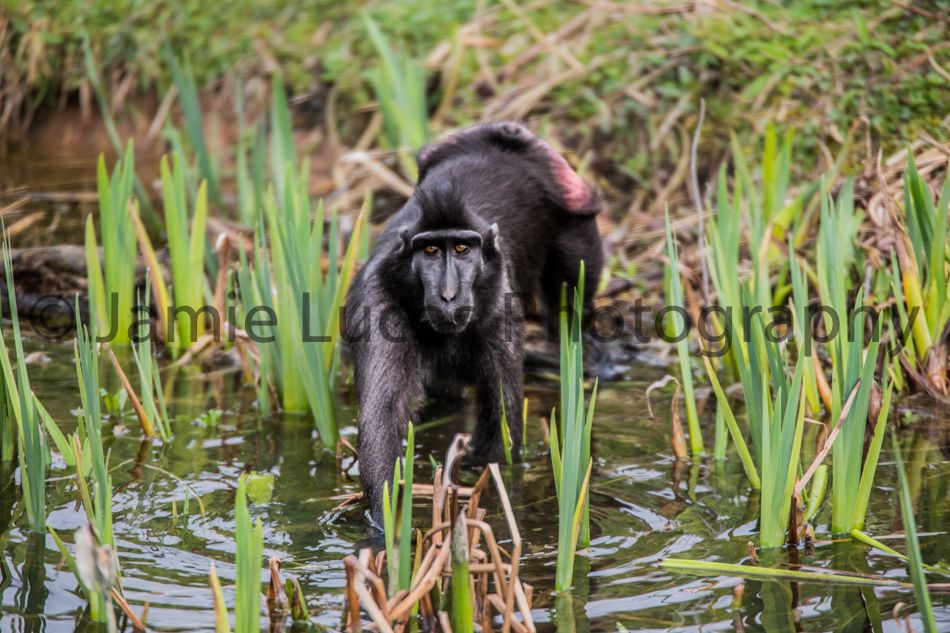 Crested black macaque