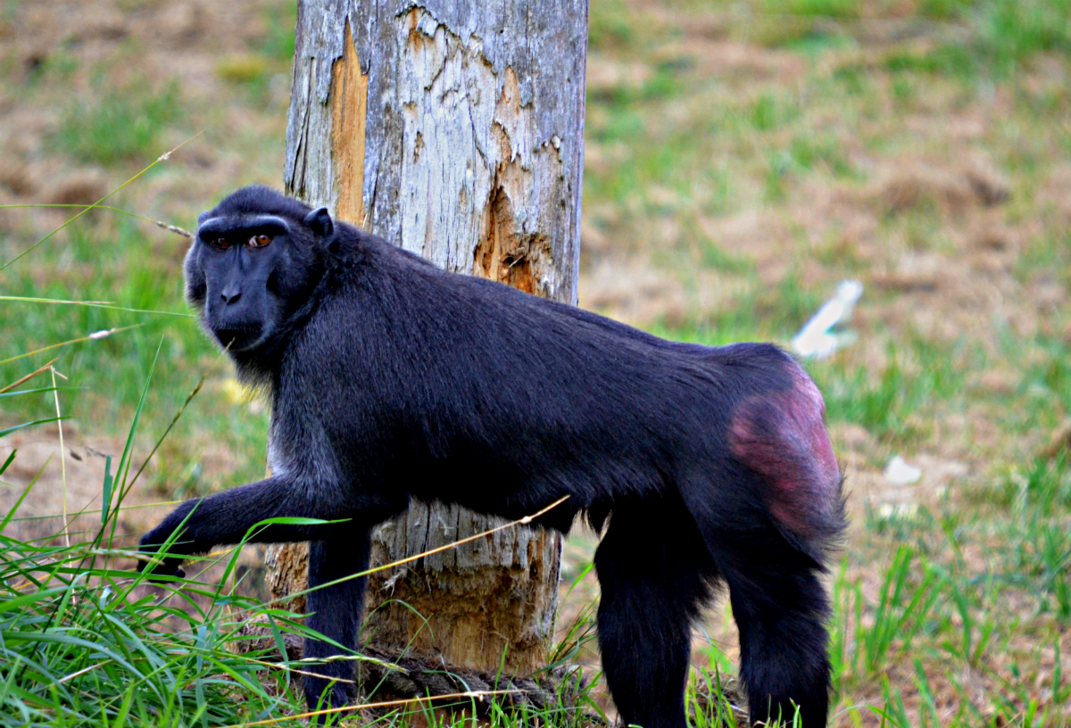 CRESTED BLACK MACAQUE