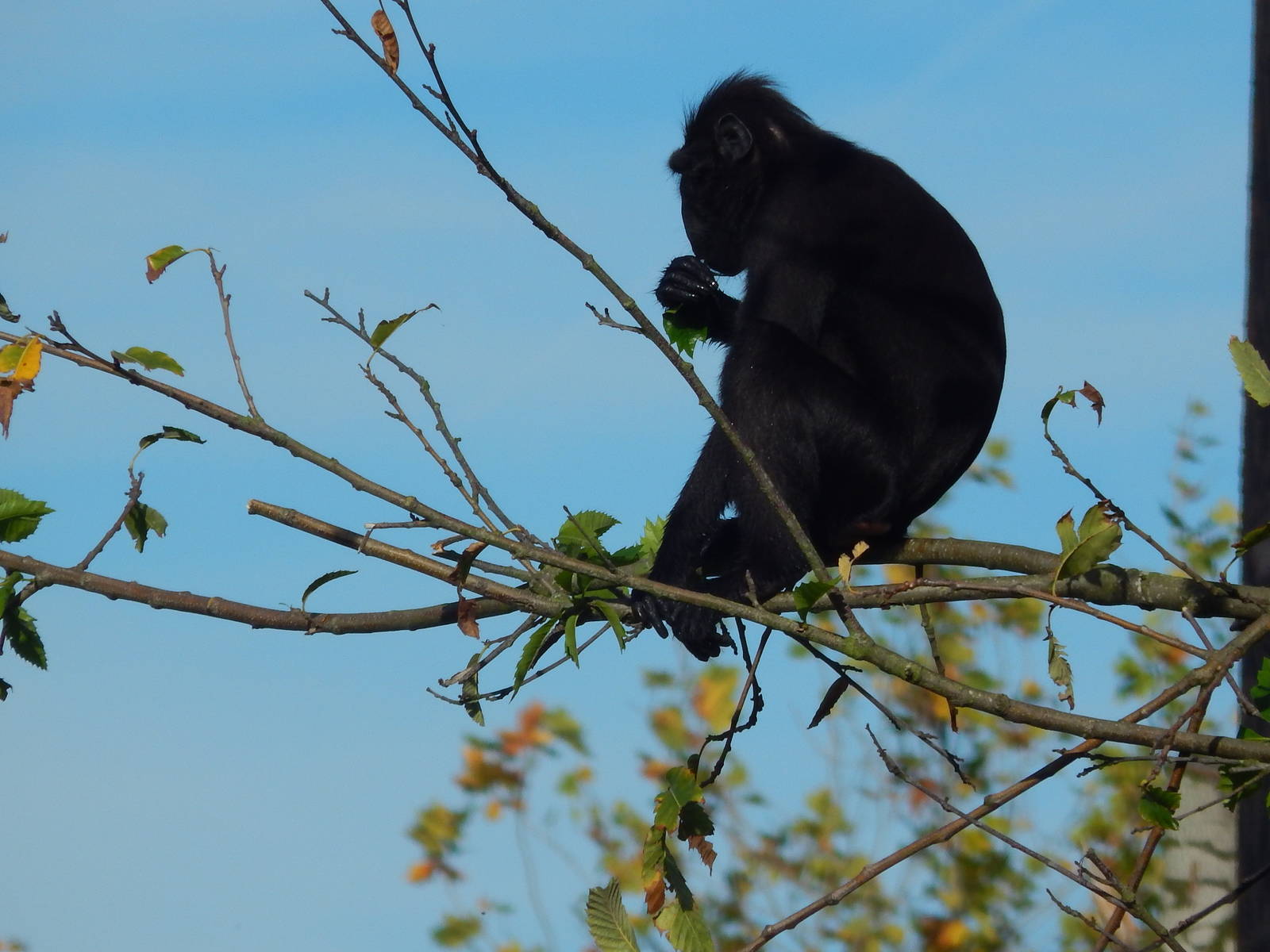Crested Black Macaque