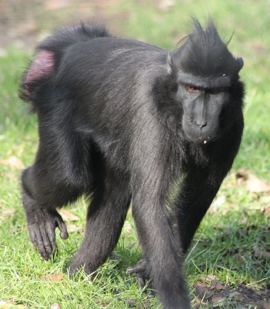 Crested black macaque