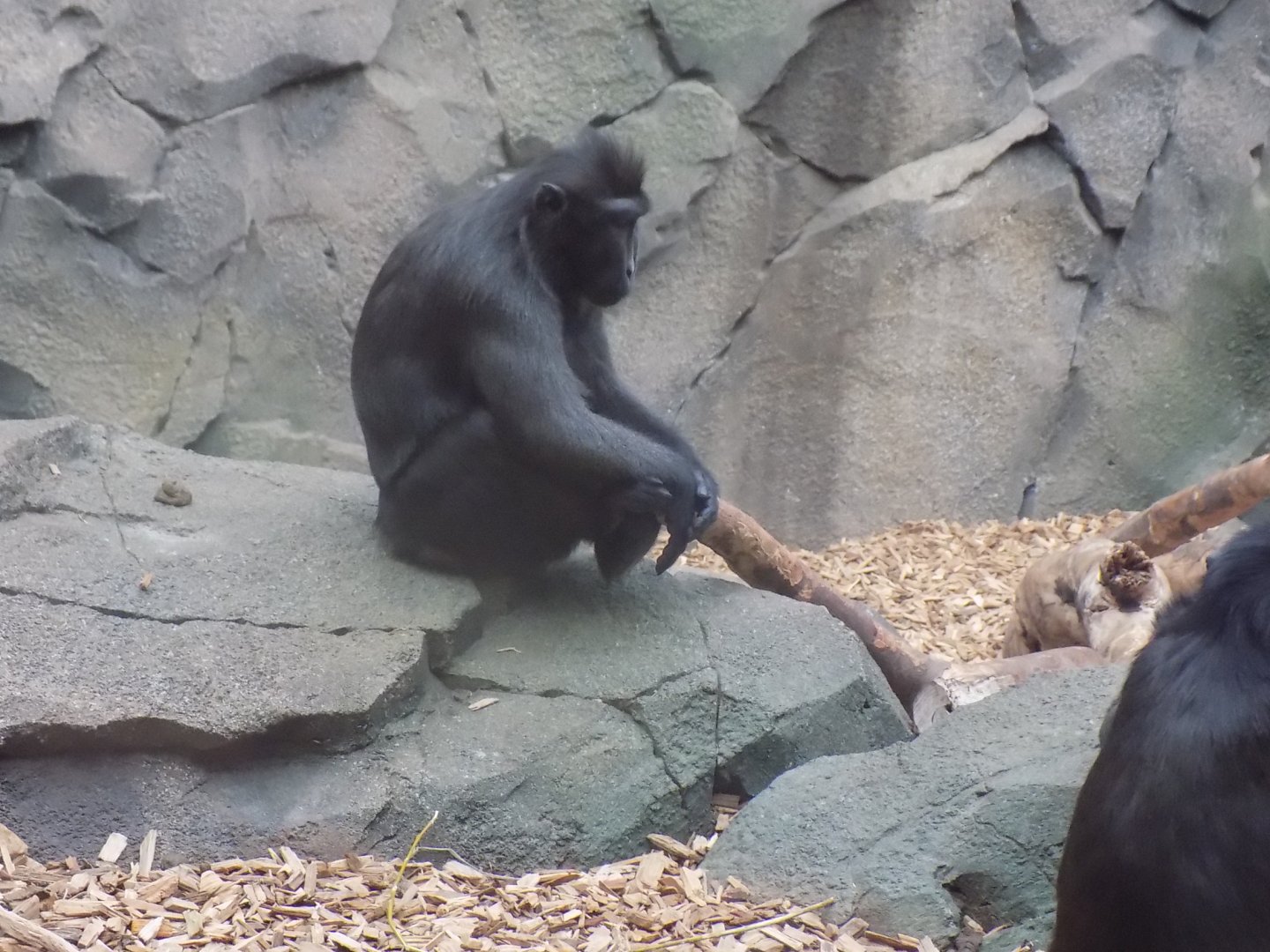 Crested Black Macaque