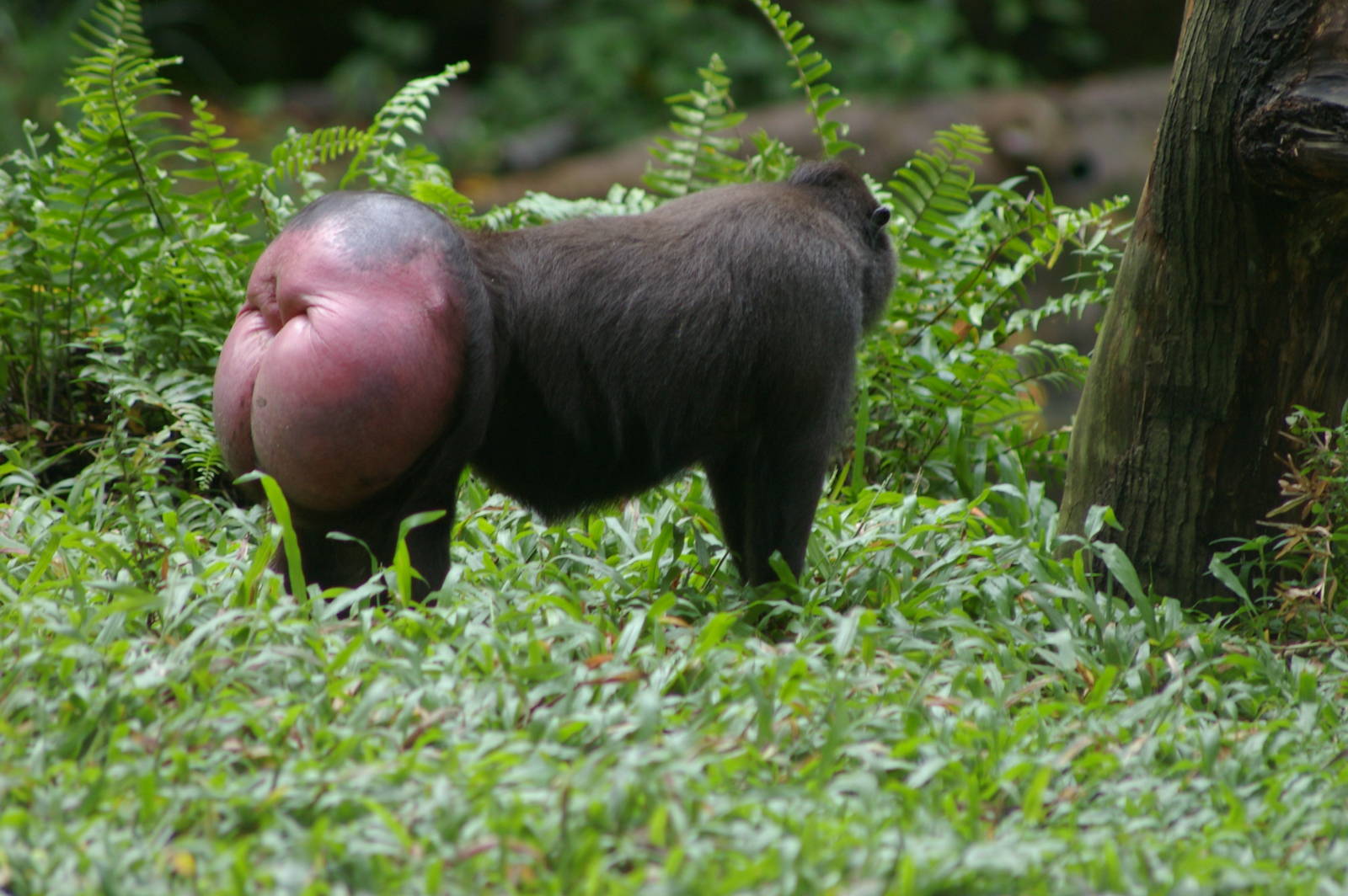 crested black macaque
