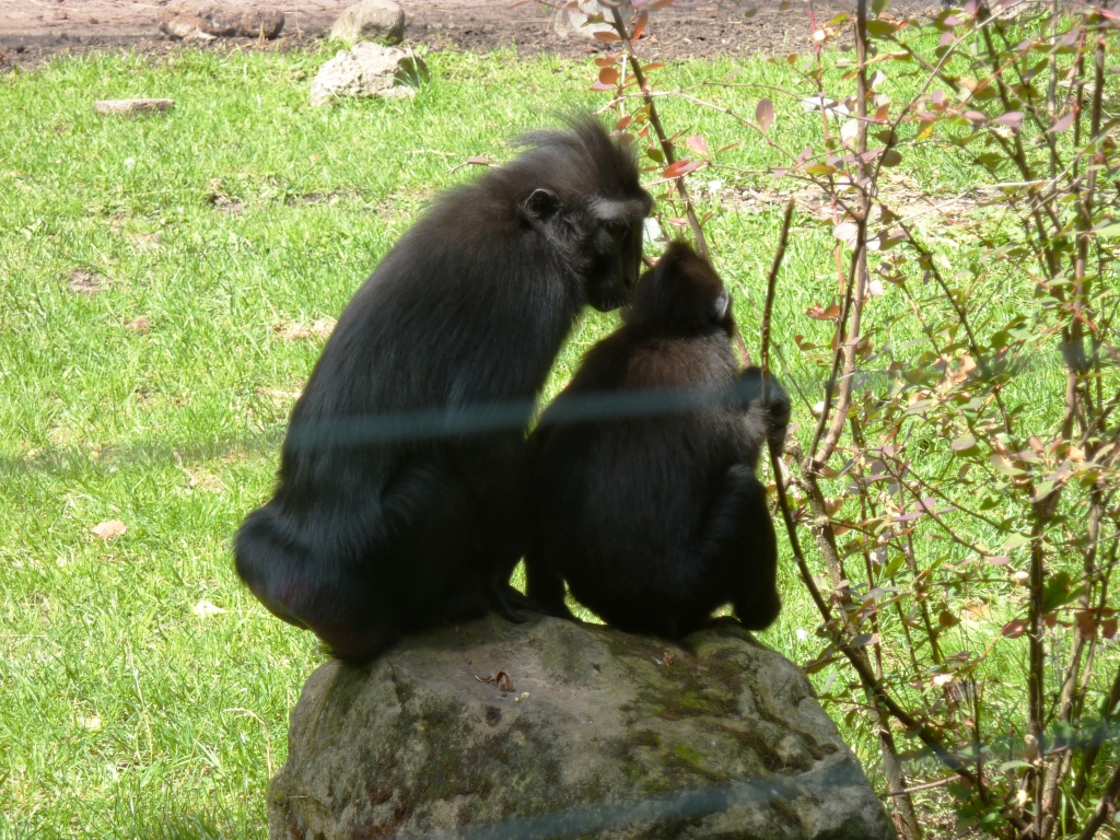 Crested black macaques Artis August 2010