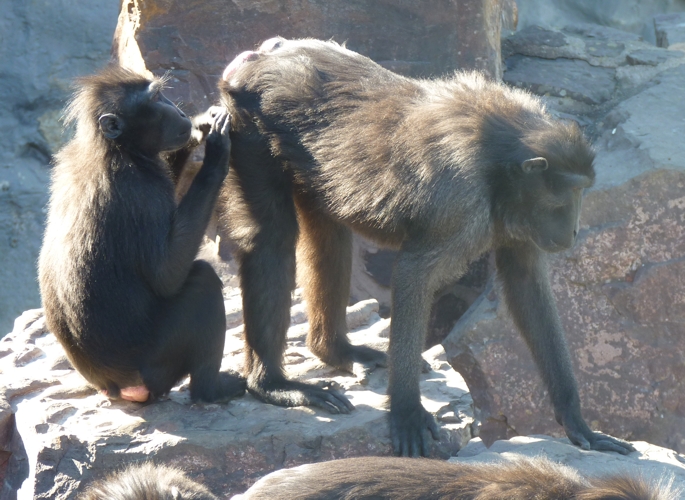 Crested black macaques (Macaca nigra)