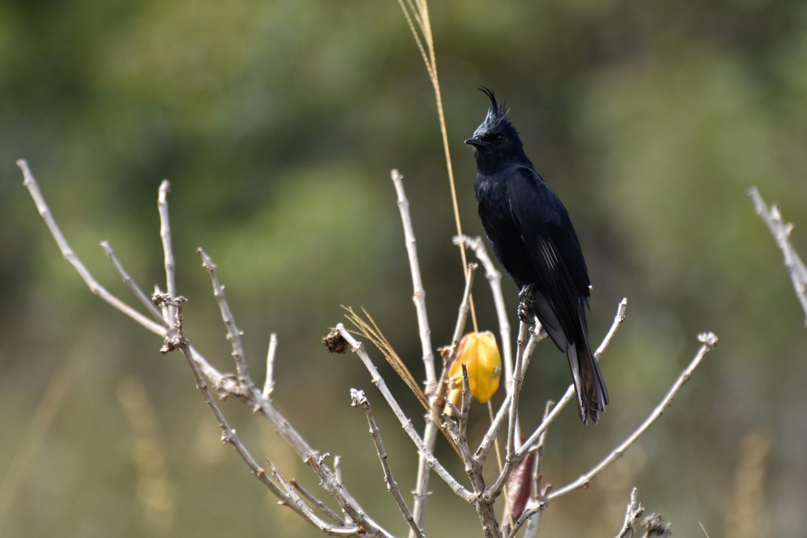Crested Black Tyrant (Knipolegus lophotes)