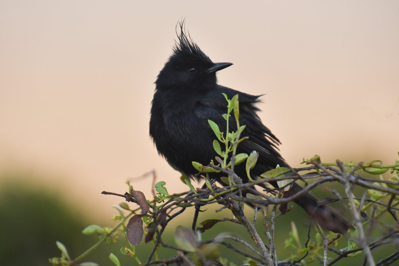 Crested Black-Tyrant Knipolegus lophotes