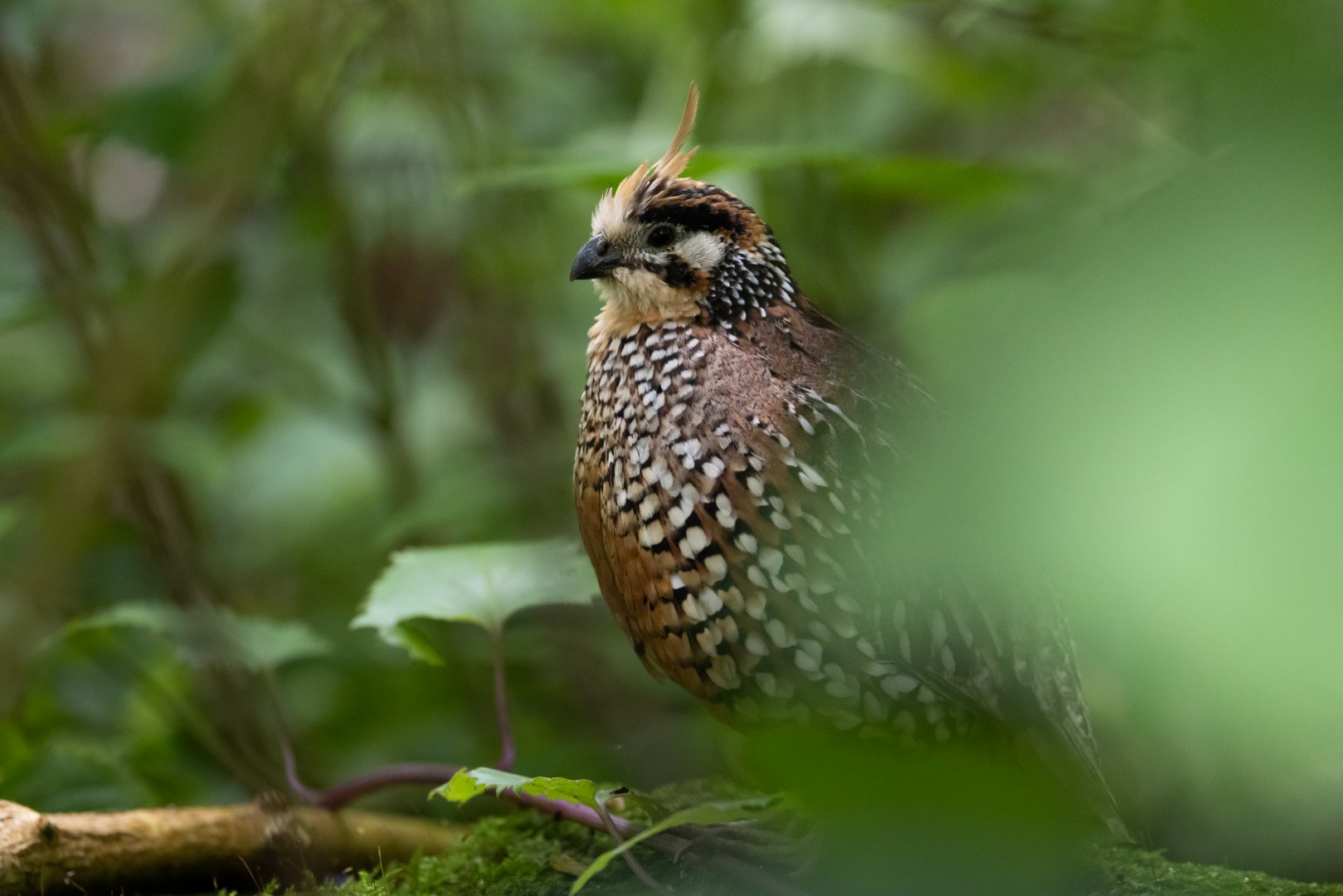 Crested Bobwhite (Colinus cristatus) - Mangrove