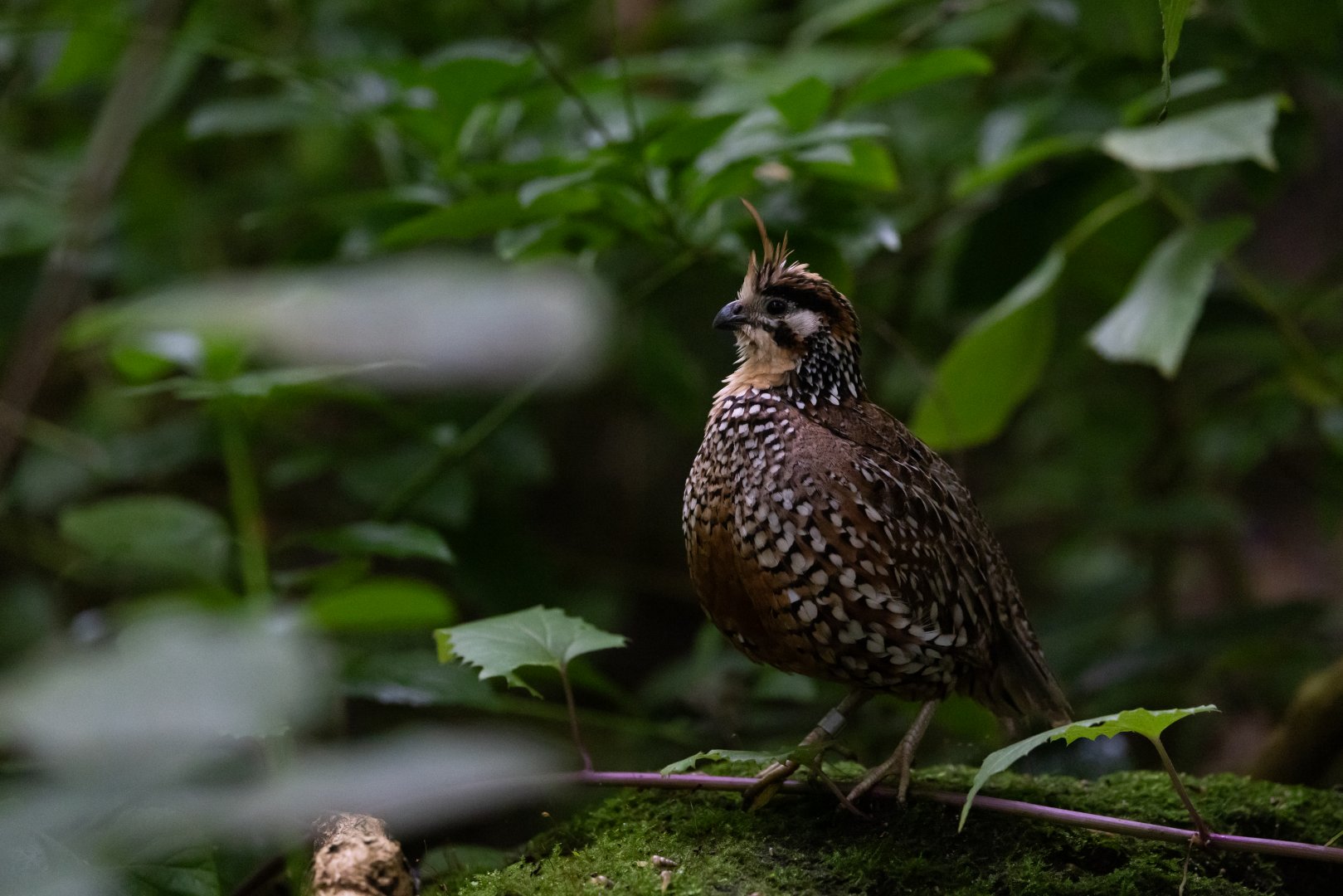 Crested Bobwhite (Colinus cristatus) - Mangrove