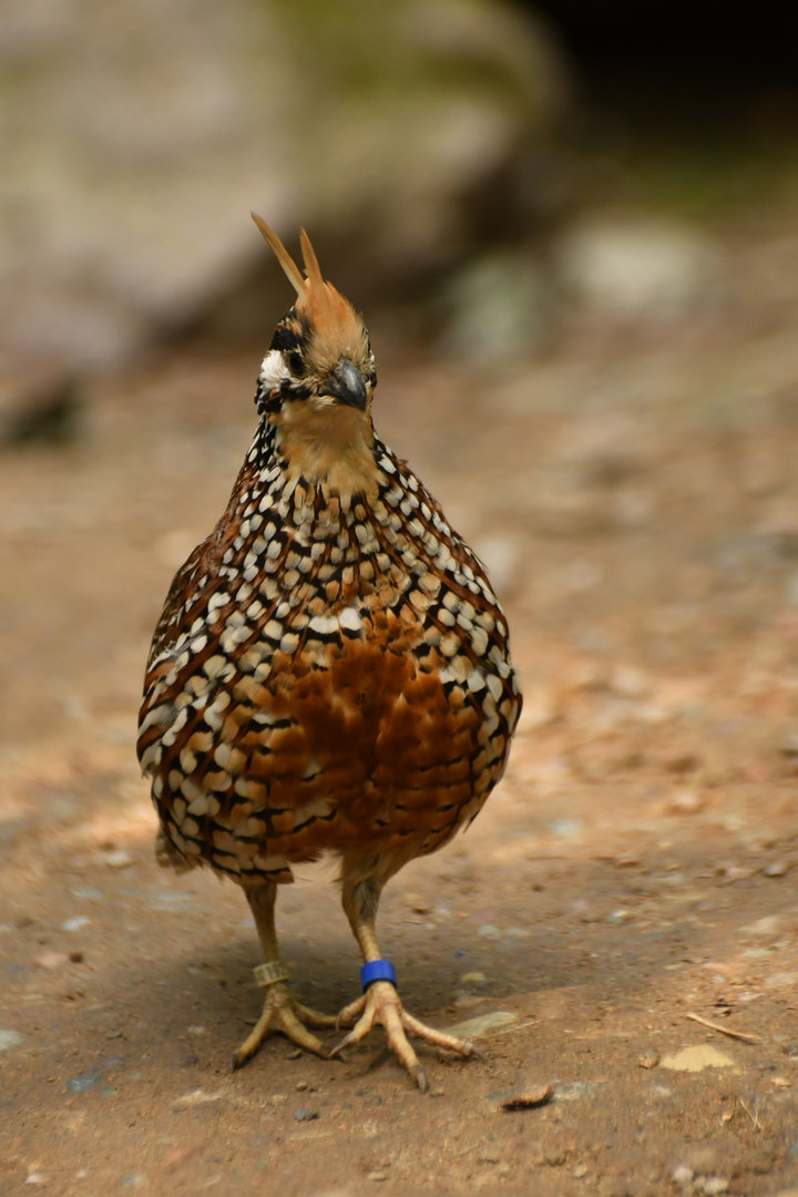 Crested Bobwhite Colinus cristatus