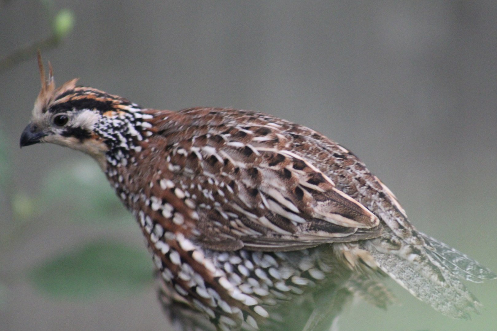 Crested bobwhite
