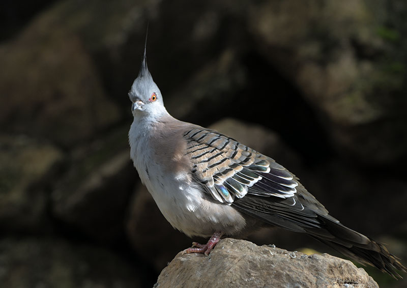 Crested bronze-wing pigeon