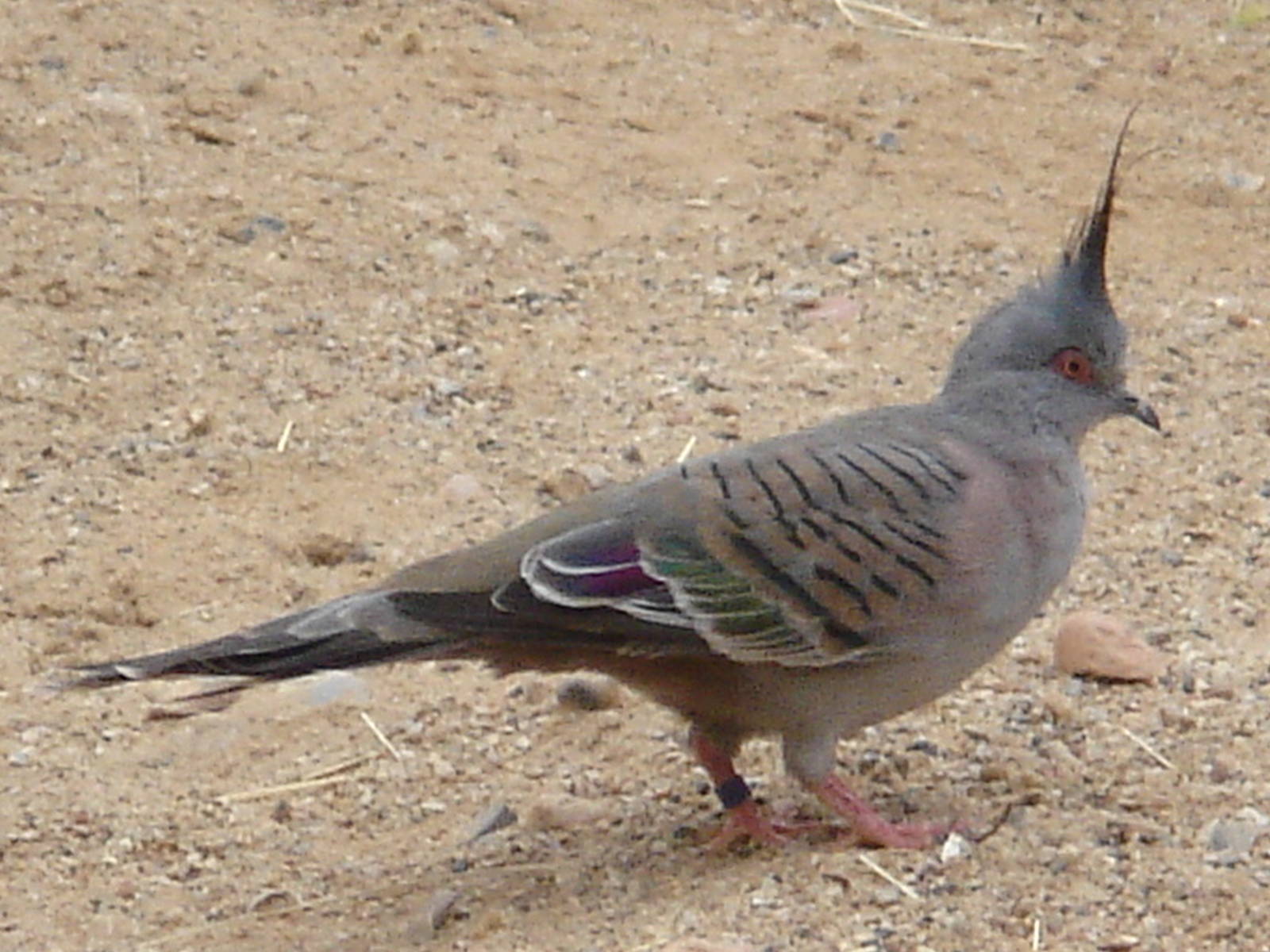 Crested Bronze-wing Pigeon