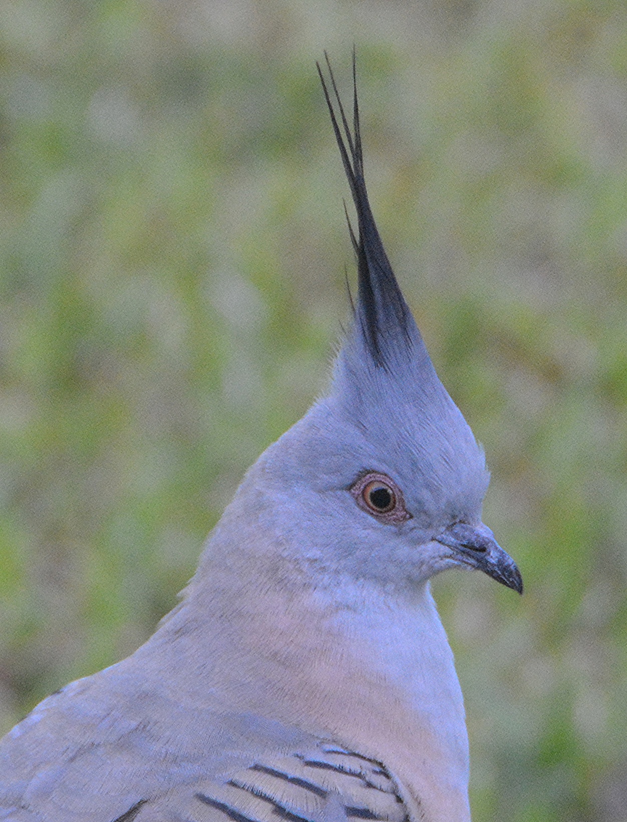 Crested bronze-wing pigeon