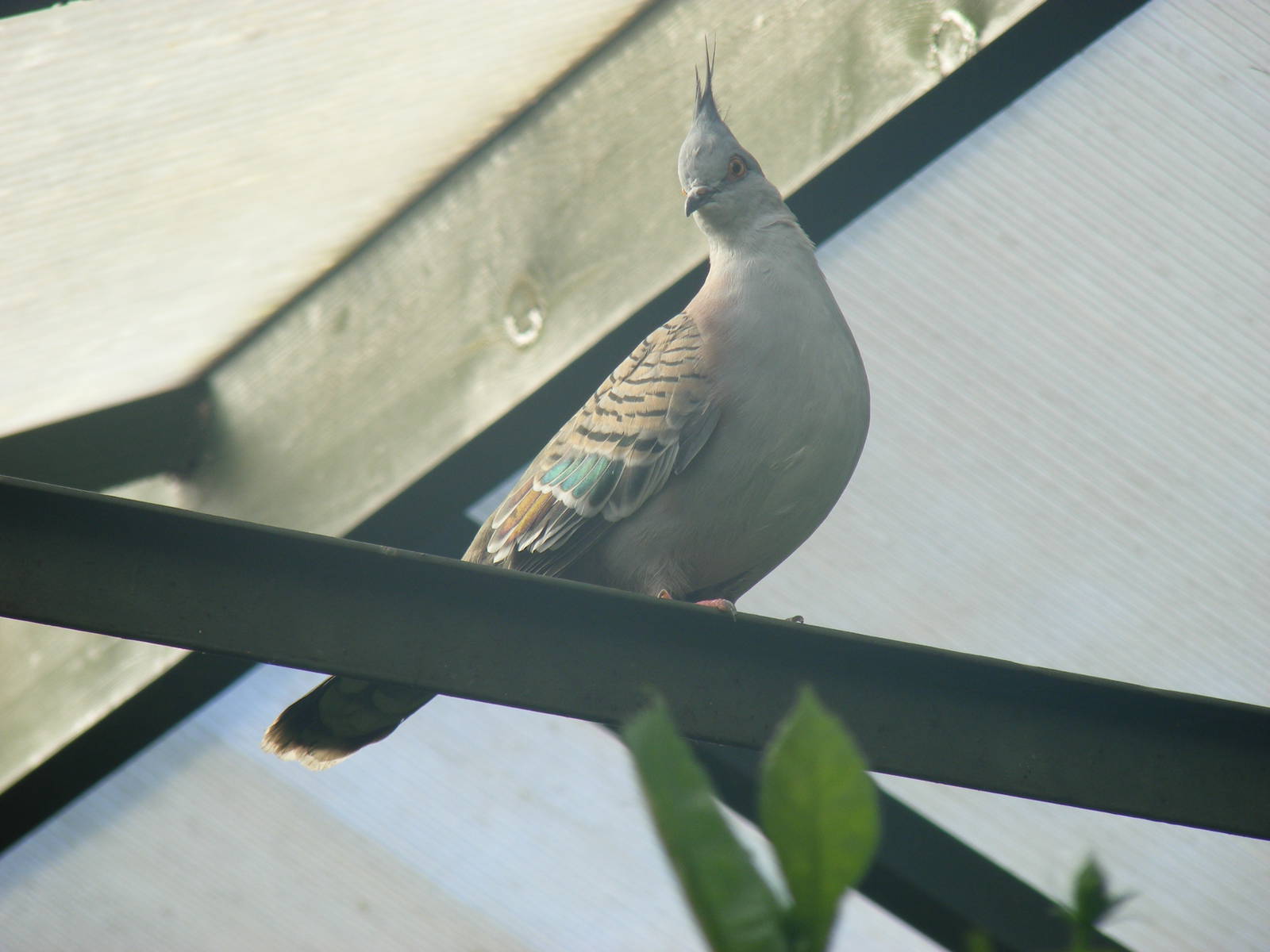 Crested bronze-winged pigeon at Tropical Wings, 13 September 2011