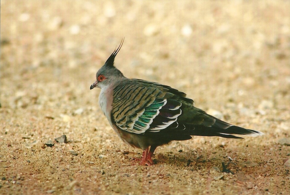 Crested Bronzewing 14th September 2012