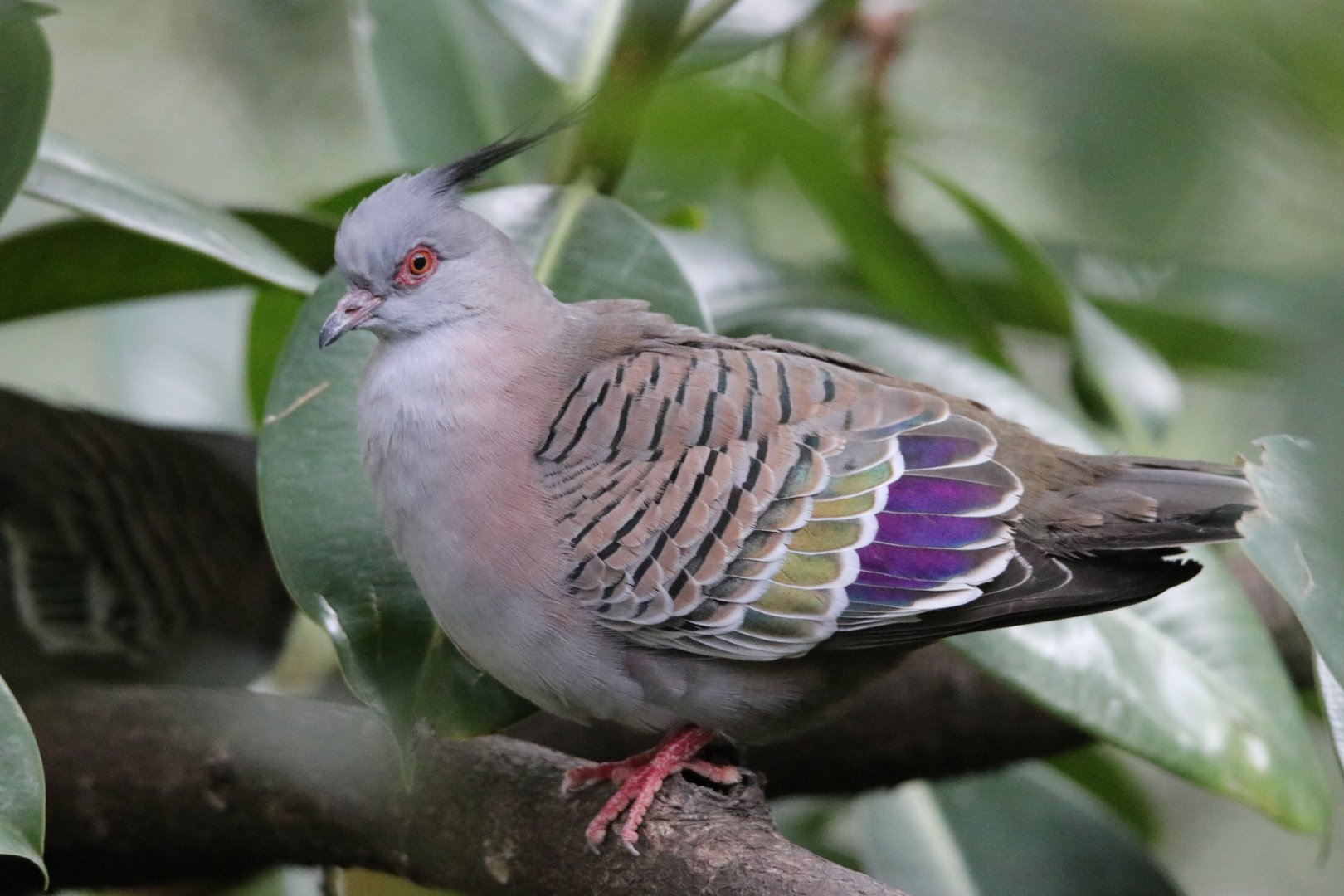 Crested Bronzewing (Ocyphaps lophotes)