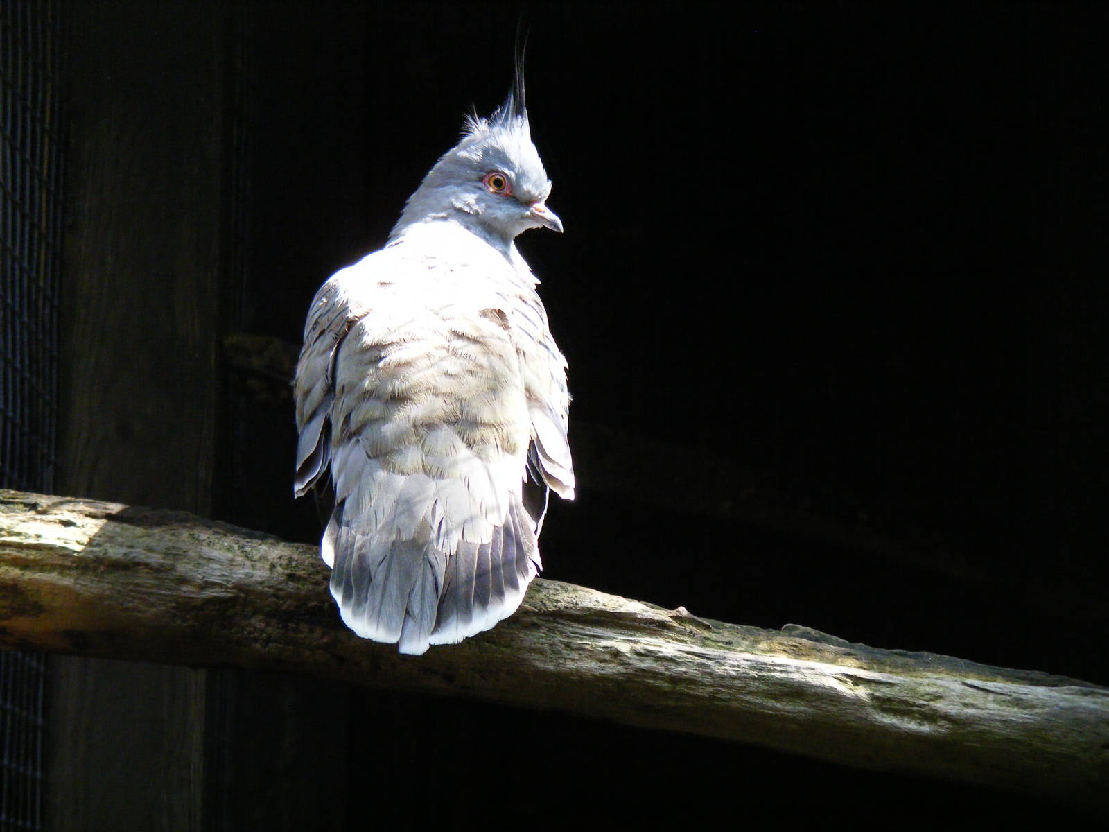 Crested bronzewing pigeon at Lakeland Wildlife Oasis, 14 June 2011