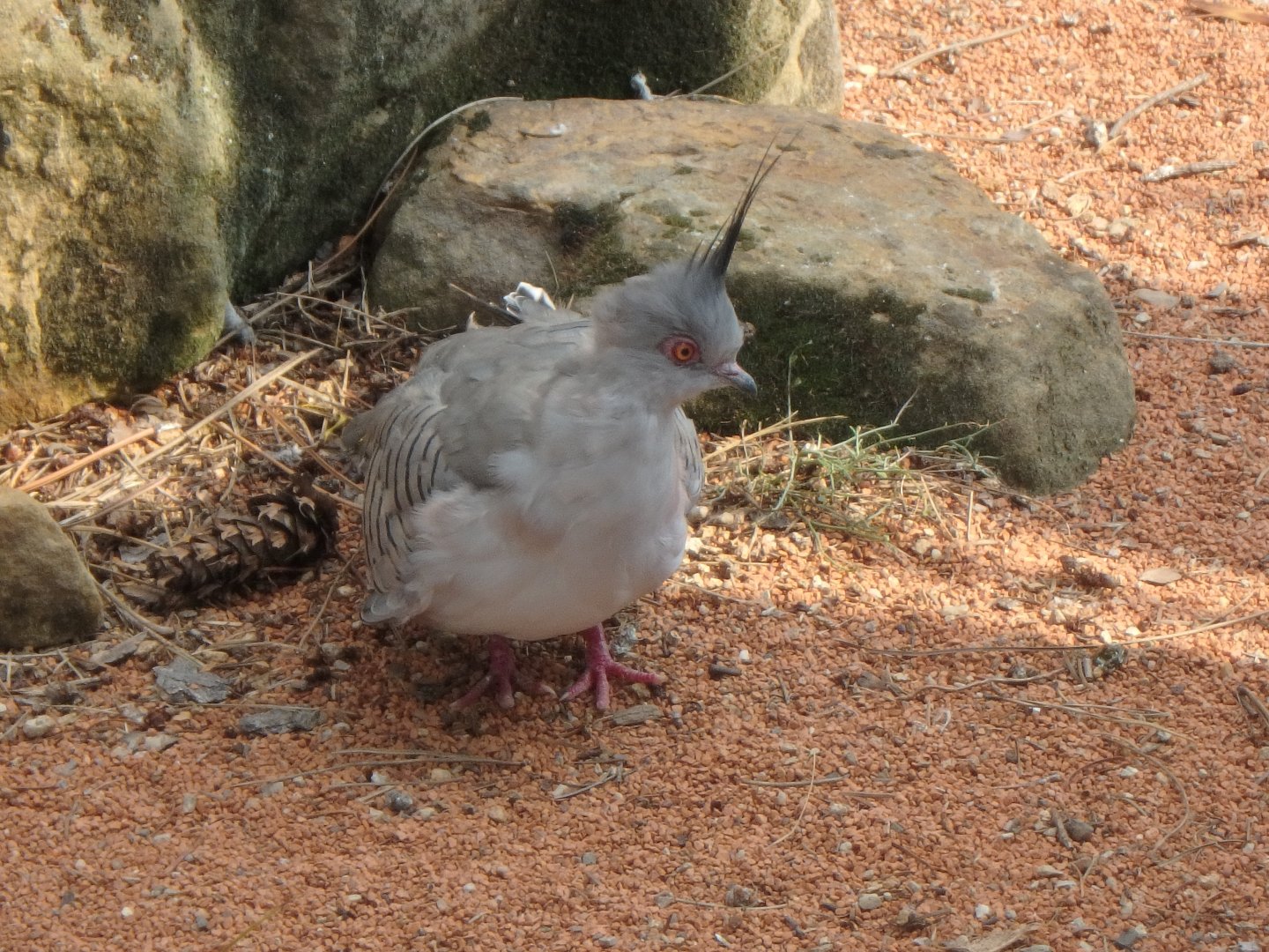 Crested bronzewing pigeon