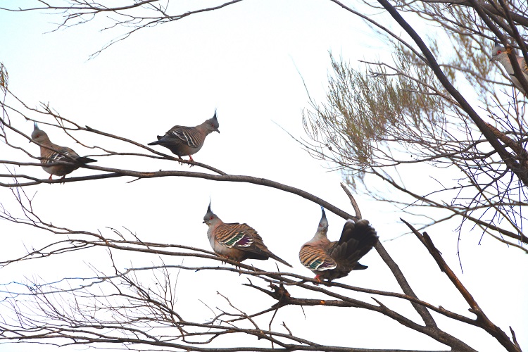 Crested bronzewing pigeons