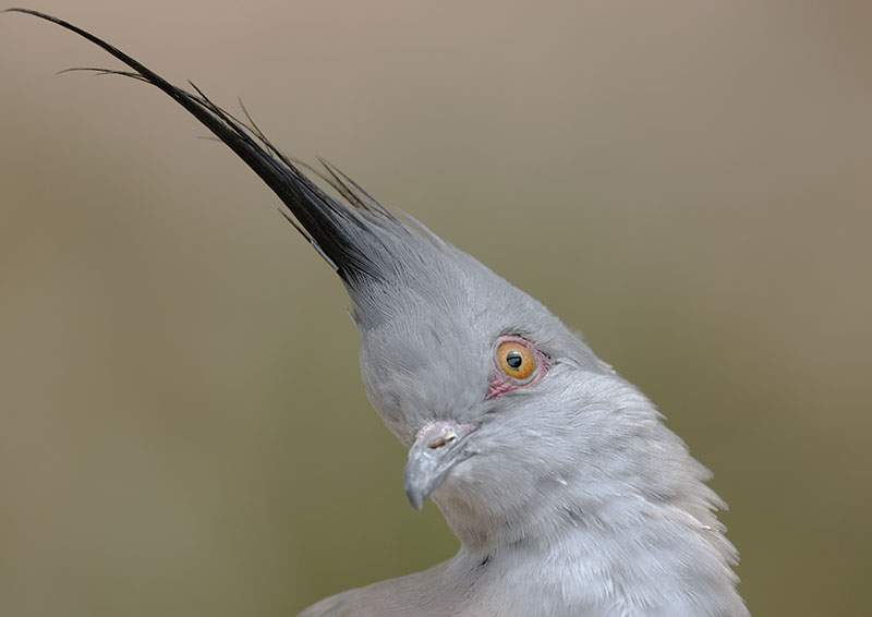 Crested bronzewing portrait