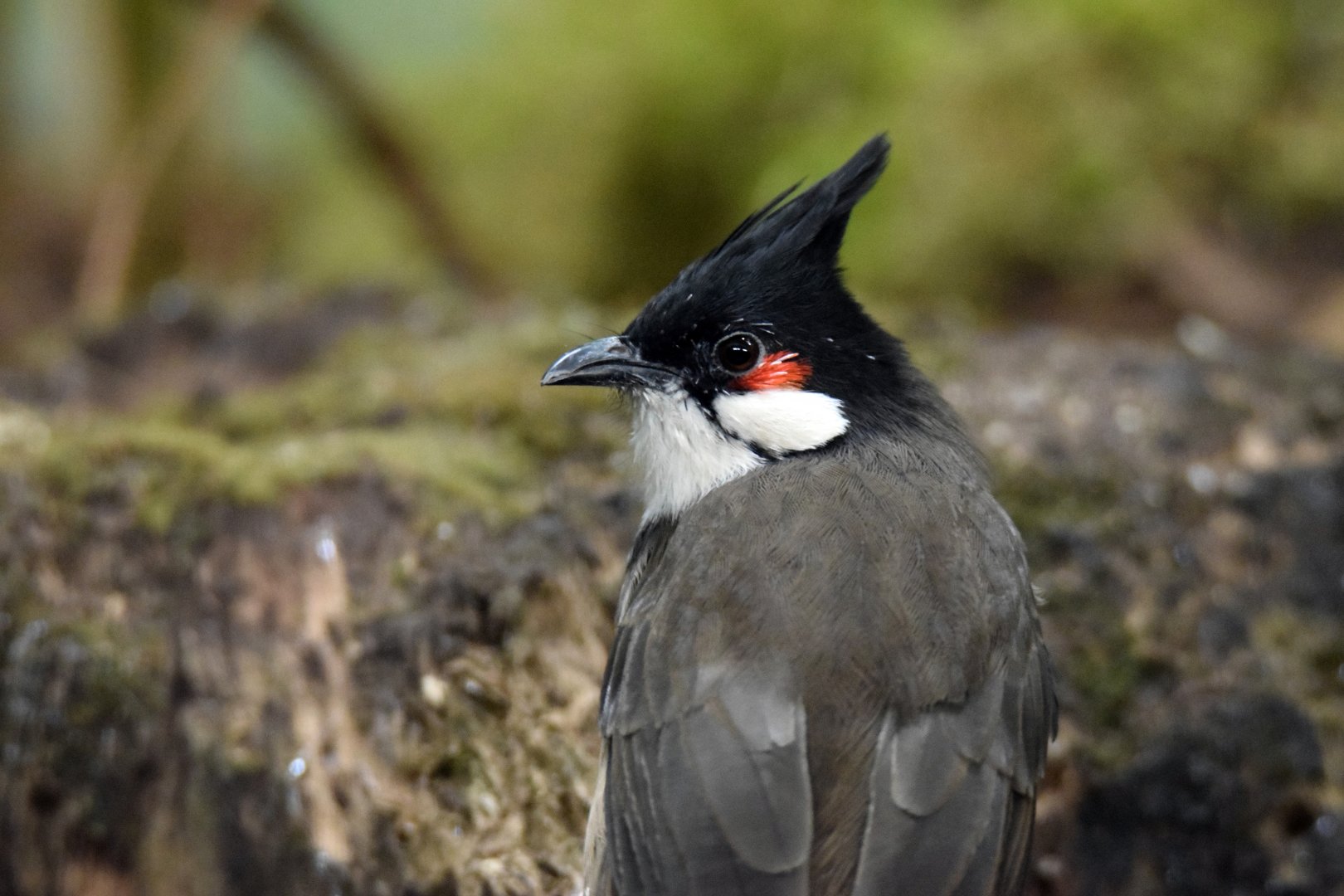Crested bulbul, 20.10.2019