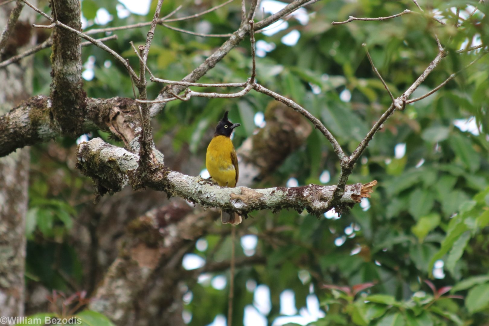 Crested Bulbul - Kaeng Krachan National Park