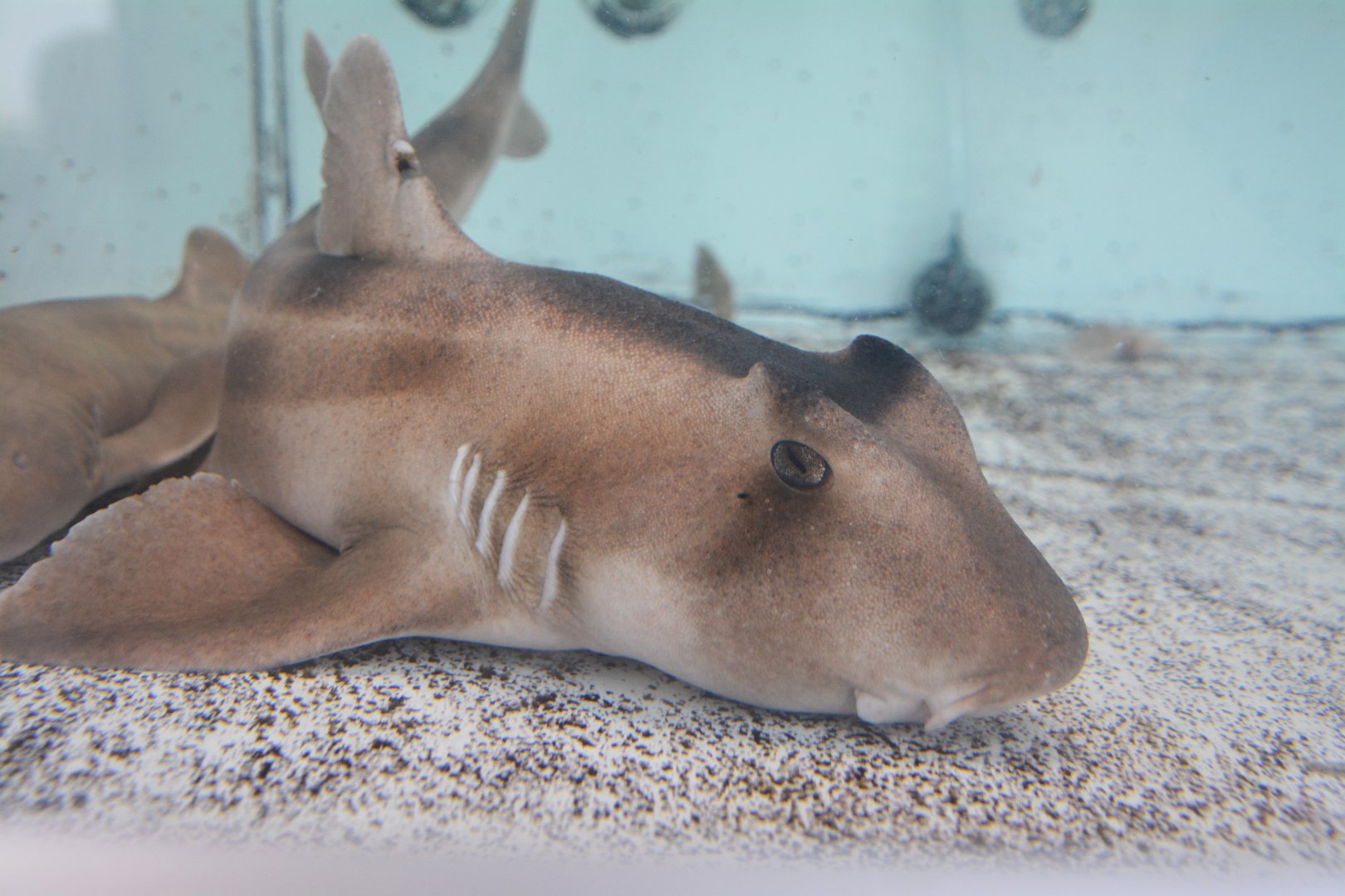 Crested bullhead shark (Heterodontus galeatus)