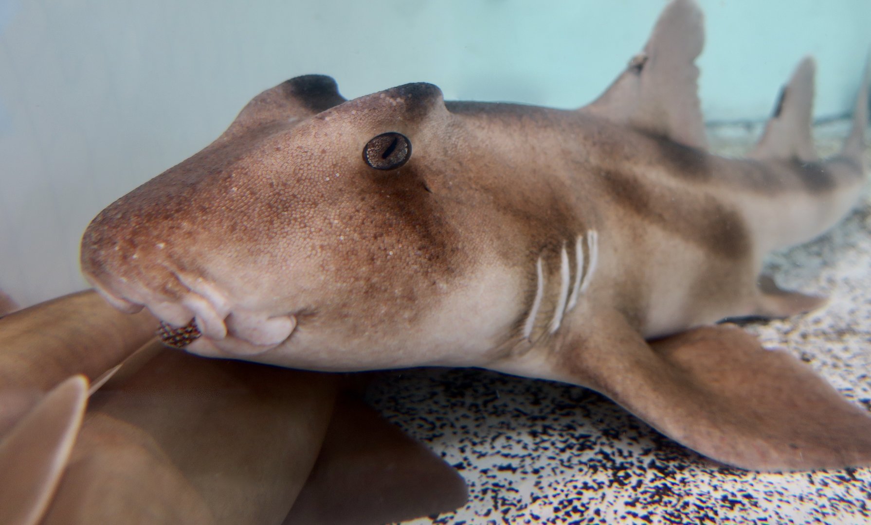 Crested Bullhead Shark (Heterodontus galeatus)