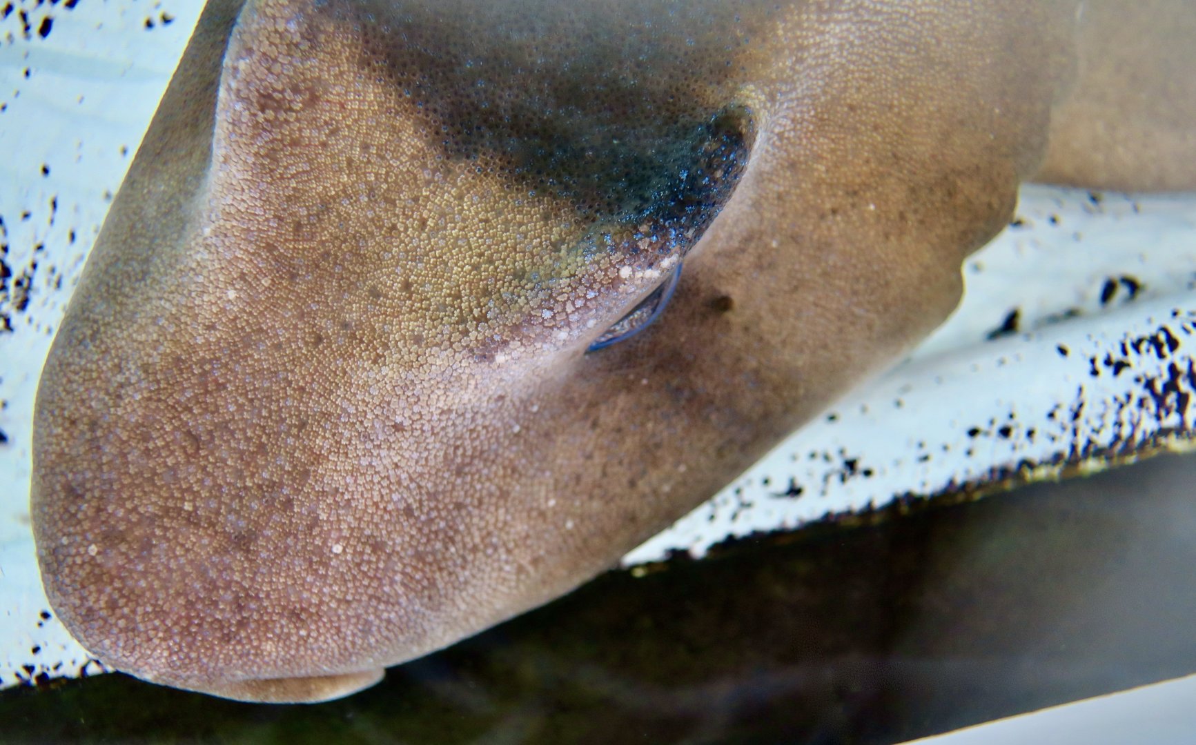 Crested Bullhead Shark (Heterodontus galeatus)