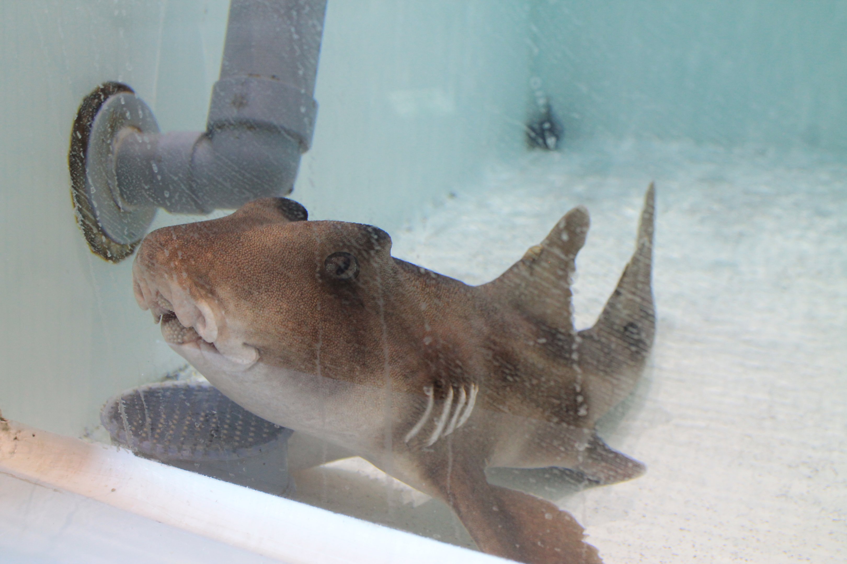 Crested Bullhead Shark (Heterodontus galeatus)