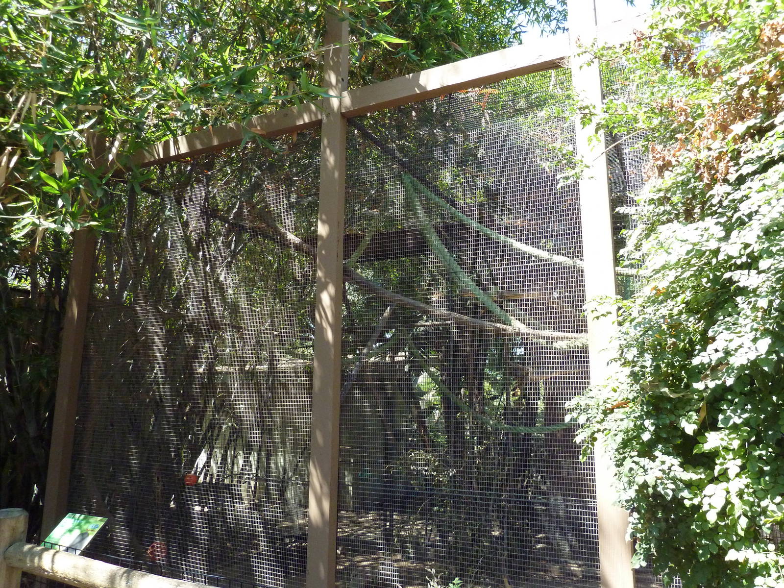 Crested Capuchin Exhibit