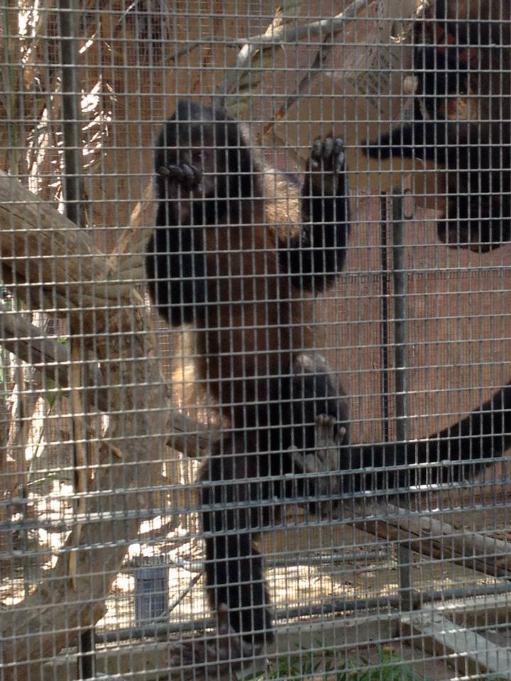 Crested capuchin (Sapajus robustus)